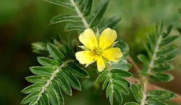 Comment fonctionne le tribulus terrestris ?